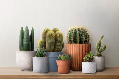 5 geweldige planten om thuis te groeien die weinig onderhoud vereisen